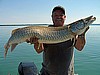 Hot July in the weeds,fat summer fish, 44"