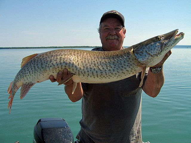 Hot July in the weeds,fat summer fish, 44"