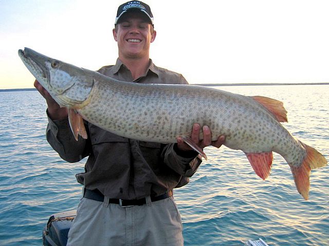 Check out the girth on this fish....44"
