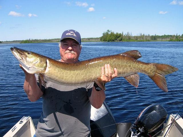 Real nice fish, big fighter! 45"