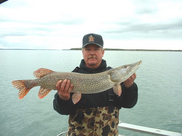 Nice 37 inch pike also fell to a musky rocket!