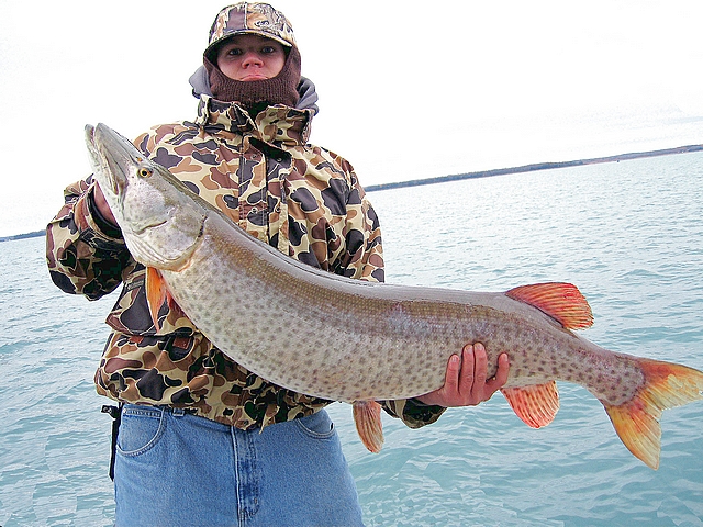 Bret with a big, fat 48" X 25" hog in November.