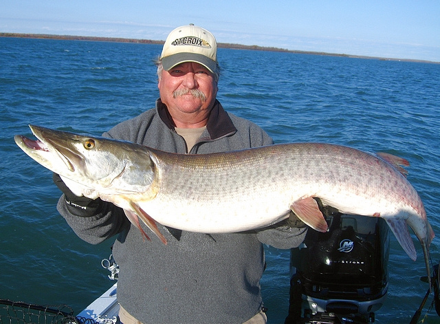 Big, fat fish 49 X 24 on the "hot perch"