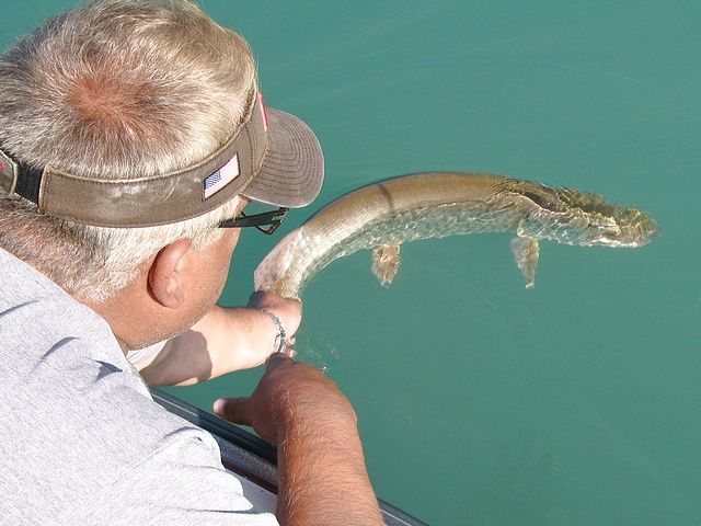 Bob Gravelle releasing a small Musky