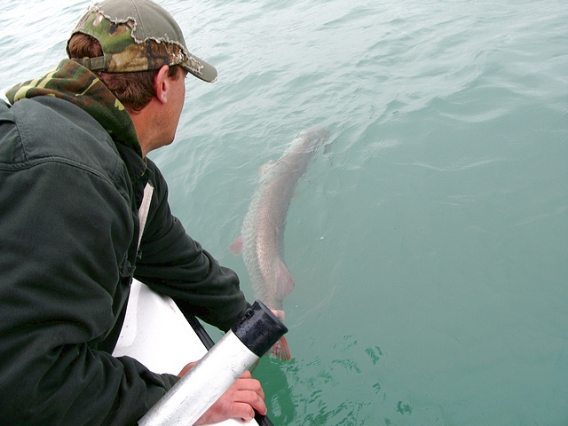 Bret with great release shot of Ryan's Musky