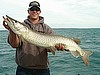 Bret and real clean fish....42"
